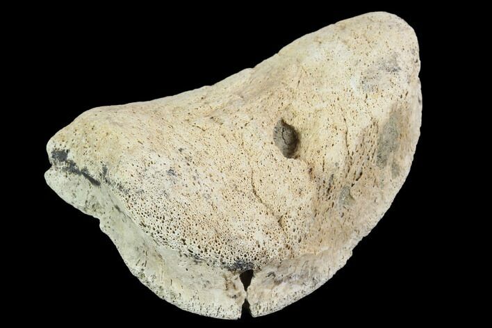 Hadrosaur Foot Bone - Alberta (Disposition #-) #100507